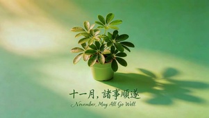 鹅掌柴小盆栽