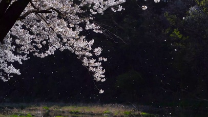 樱花落