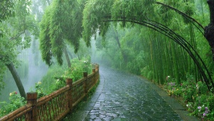 竹林下雨