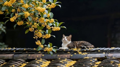 桂花树下猫咪