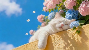 治愈午睡的猫咪