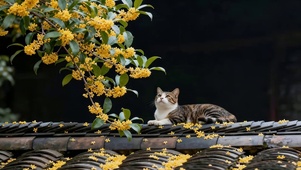 桂花树下猫咪