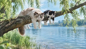 树枝上休息的猫咪